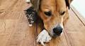 'Tiny acts of grace' — the fine art of kitten fostering