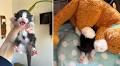 Orphaned Kitten’s Favorite Place is Snuggled Under His Plush Mama with a Heartbeat