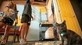 Denver’s cat cafes are here fur when you want to have a purrfect time