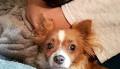 Adorable, sweet dog is foster mother to kittens