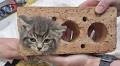 No picnic for Yogi as vet team removes kitten stuck in brick