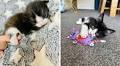 Happy ending for Bonny after losing paw when kitten mum gave birth