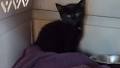 'Lucky' kitten rescued from Hood Canal Bridge