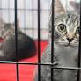 Lake County Animal Shelter to Host ‘Fosterology 101’ Class Ahead of ‘Kitten Season’