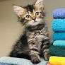 Kitten season is here. Learn how to foster in Lake County