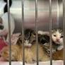 This Lafayette winery is pouring wine to help kittens find homes