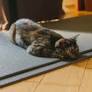 Kitten Chooses His Human During Yoga Class, and It's Pure Kismet