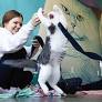 Locals enjoy kitten yoga at Baristocats