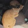 2 people arrested for allegedly abandoning kittens outside in freezing temperatures