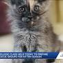 National Kitten College training aims to reduce kitten euthanasia