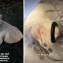 Vet Sees Injured Kitten on the Side of the Road, Makes Life-Saving Decision
