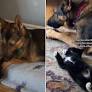Video of Kitten & Big Dog’s First Interaction Melts Hearts