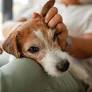 Senior pet socialization: Supporting social health in aging dogs and cats
