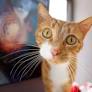 As Colorado considers a law to end puppy mills, visit these amazing animal shelters (Opinion)
