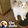 This Kitten Learned To Skateboard All By Herself