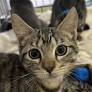 Move over, Puppy Bowl: Upstate NY’s Kitten Bowl is pure chaos and adoptions