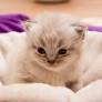 Persian Kittens for Sale in Missouri: Breeders List 2026