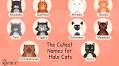 The Best Male Cat Names for Your Handsome Kitty