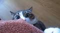 Scientist: Cats think you are just a big, stupid cat