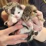 Smithtown Animal Control helps save kittens after mother dies