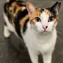How the world is rethinking stray cats