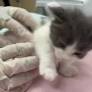 See inside the Smitten Kitten Nursery where volunteers work 24/7 to save lives