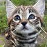 Tiny Black-Footed Cat Is the Deadliest Feline on Earth and You’d Never Guess