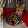 Dogs tied to poles, kittens left in boxes: Abandoned pets flood Dubai streets as expats flee regional cri