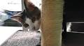 No 'kitten' around: Kentucky Theatre hosting Cat Video Fest this weekend