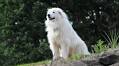 Great Pyrenees Claims Kittens as His Own in the Cutest Possible Way