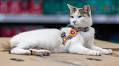 Nice Shot: Comeback Kitty