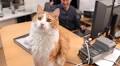 Animal Photographer Explains Why Humans Find Cats To Be So Unbearably Cute