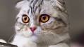Dwarfism in Cats: It’s Only Cute ‘til Someone Gets Hurt