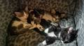 Kittens, Adoption & Loss: Navigating Happy and Hard Times