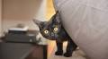 Cute Cats Confused Over Steam is Making Everyone Smile