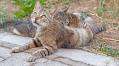 Family Starts Feeding Stray Cat—Unprepared for What She Brings Month Later