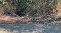 Anderson considers ban for feeding stray cats without permit