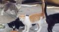 Are stray cats dangerous? Is it illegal to feed stray cats?