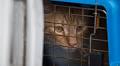 Is it illegal to feed stray cats in Delaware?