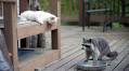 Funny Raccoon Caught Feeding Stray Cats Like a ‘Single Mom on a Break’