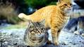 Study: Israelis love feeding stray cats, but still want fewer of them