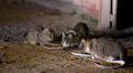 Nonprofit celebrates fixing 50,000 feral cats in Albuquerque