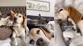 Video: Beagle Is Loved Unconditionally by Cat Sibling