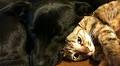 Appleton landlords settle in case over access to emotional support cats, rats