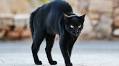 Black Cat’s Priceless Leaps of Surprise Leave Her Dad Breathless With Laughter