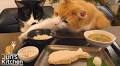 Caturday felids: A Japanese meal for cats, a really nasty moggy, and a cat realizes its owner is pregnant