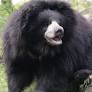 Gracie Bear: From Captivity to Freedom