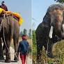 Elephant Forced to Walk Long Distances in Chains to Beg for Money Is Rescued (Exclusive)