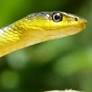 Do charismatic megafauna help or hinder conservation?