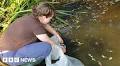 Jersey wildlife trust recognised for protecting agile frogs